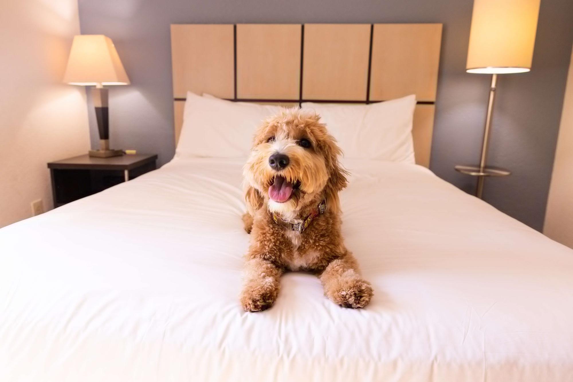 Sonesta Simply Suites Chicago Naperville Warrenville Eksteriør billede